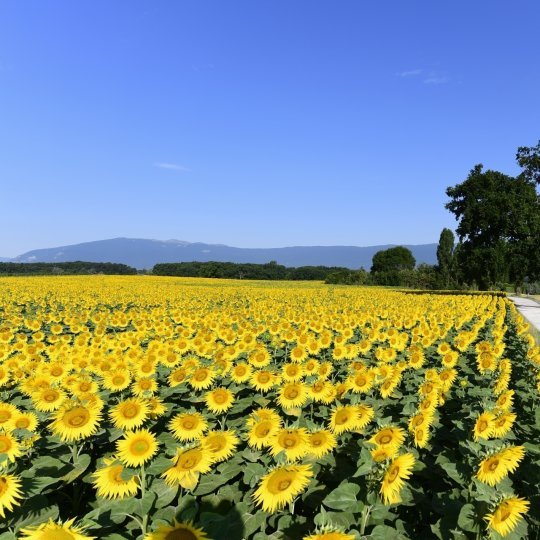 tournesols bernex champs de tournesol communes genevoises